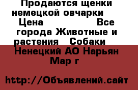 Продаются щенки немецкой овчарки!!! › Цена ­ 6000-8000 - Все города Животные и растения » Собаки   . Ненецкий АО,Нарьян-Мар г.